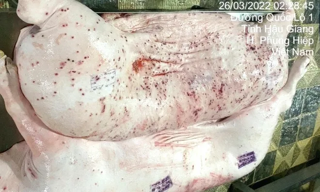 Quản lý bộ phận lò mổ Công ty C.P chi nhánh Hậu Giang khẳng định hình ảnh heo bệnh lan truyền là đúng, tiết lộ 1 sự thật khác
