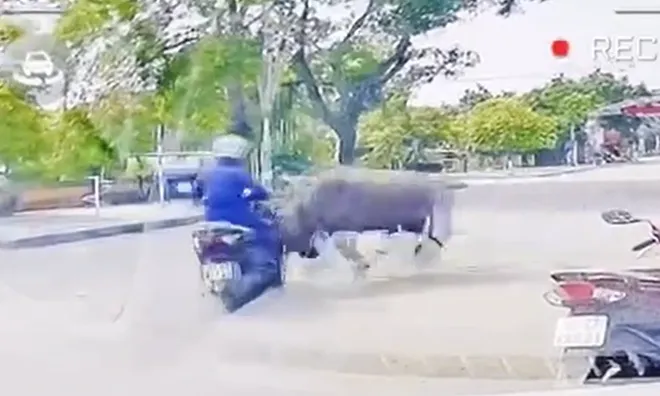 Clip: Trâu "điên" truy sát, húc gãy xương sườn một người phụ nữ ở Thanh Hóa