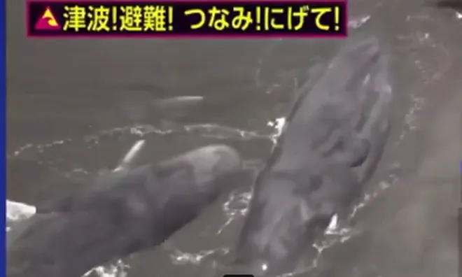 Clip: Kinh hoàng cảnh nhiều con cá voi khổng lồ bị sóng thật đánh dạt vào bờ biển, nằm bất động, có nơi sóng thần cao 50-60cm