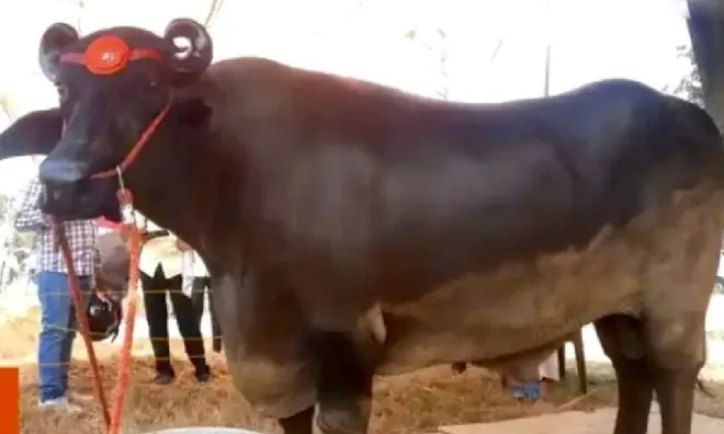 Ngắm "chân dung" con trâu giống quý giá hơn 69 tỷ đồng được tắm sữa mỗi ngày