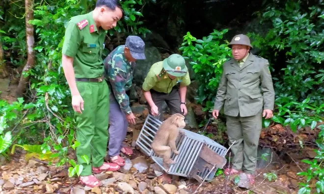 Hai cá thể khỉ quý hiếm được phát hiện trong vườn nhà dân có đặc điểm gì đặc biệt đáng chú ý?