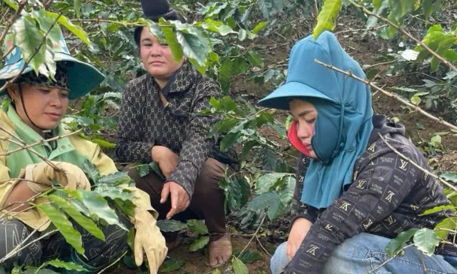 Khởi tố 3 phụ nữ hái trộm 6 bao tải cà phê