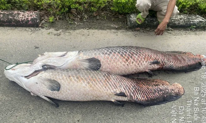 Phát hiện 3 con cá nghi là cá hải tượng Amazon chết nổi trên mặt hồ ở Đà Nẵng: Loài cá này có gì đặc biệt?