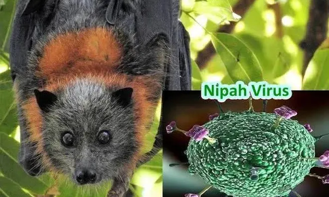 Người phát ngôn Bộ Ngoại giao nói gì về tình hình phòng chống dịch bệnh do virus Nipah gây ra tại Việt Nam?