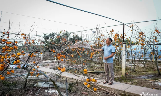 Cây hồng cổ 100 năm tuổi được trả giá 500 triệu đồng ở Ninh Bình có gì đặc biệt?