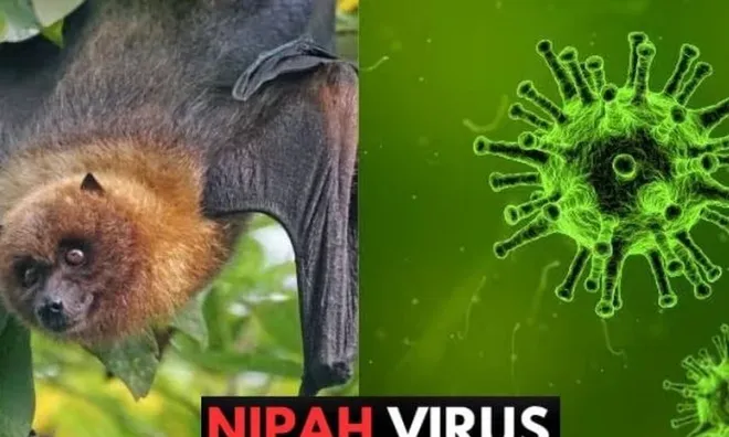Bộ Y tế hướng dẫn chẩn đoán và điều trị bệnh truyền nhiễm do virus Nipah, cụ thể thế nào?