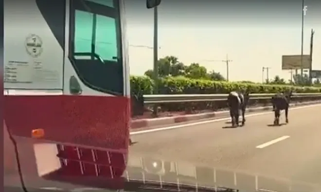 Hốt hoảng thấy 4 con bò trên cao tốc TP HCM - Long Thành - Dầu Giây