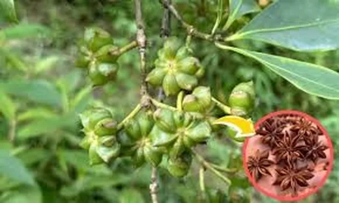Sửng sốt: Một loại hoa khô từng bị lãng quên nay hóa "vàng ròng", mang về hơn 1.000 tỷ chỉ sau 8 tháng!