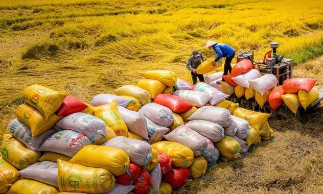 Giá lúa gạo xu hướng tăng: Liên kết chuỗi giá trị, kỳ vọng bứt phá