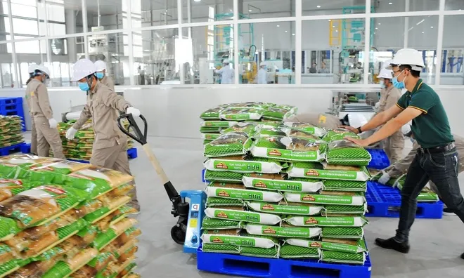 Vinaseed (HoSE: NSC): Lãi ròng giảm nhẹ trong quý II/2024, tổng nợ chạm mốc 1.000 tỷ đồng