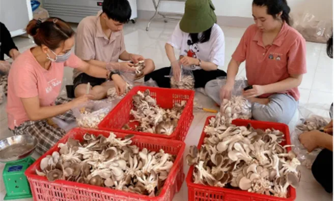 Học viện Nông nghiệp Việt Nam đầu tư nghiên cứu khoa học cho sinh viên chuyên ngành nấm ăn, nấm dược liệu