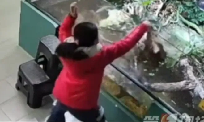 Clip: Bé gái 9 tuổi bất ngờ bị cá sấu cắn vào tay, trách nhiệm thuộc về ai?
