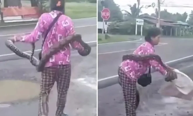 Clip: Dân làng kinh ngạc khi thấy bà lão tay không bắt trăn dài 3m, bình tĩnh nhét vào bao tải