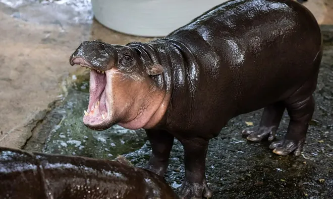 Hà mã Moo Deng đón sinh nhật đầu đời, vừa nhai "bánh" vừa đốn tim triệu người