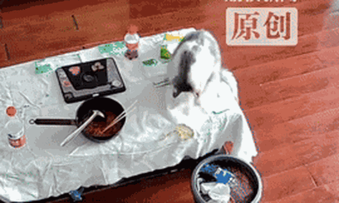 Clip: Chú mèo "báo thủ" vô tư nghịch ngợm, hất văng chiếc vòng vàng gần 100 triệu vào thùng rác khiến chủ nhân "khóc ròng" vì tiếc của
