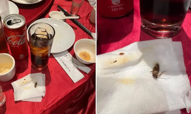 Uống Coca tưởng mát lạnh, nam thực khách bàng hoàng khi nhả ra con “tiểu cường” nguyên vẹn khiến cộng đồng mạng rùng mình