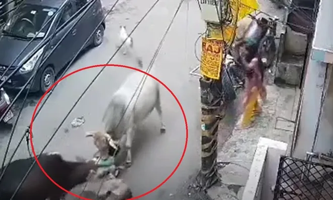 Clip: Kinh hoàng khoảnh khắc ông lão bị bò húc tung lên không trung rồi quật mạnh xuống đường ngay trước mặt cháu nhỏ
