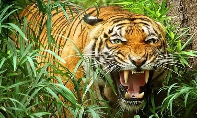 Đi chăn bò như mọi ngày, người đàn ông không ngờ mình lại bỏ mạng dưới nanh vuốt hổ dữ