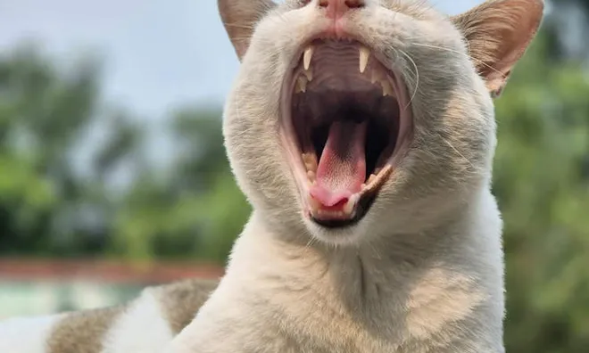 Người phụ nữ ngáp gãy cả cổ