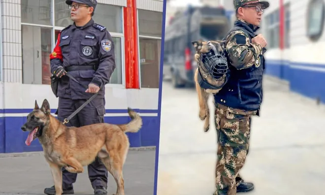 Từng bị đề nghị tiêu huỷ, chú chó ba chân giờ thành cảnh khuyển khiến dân mạng cảm động