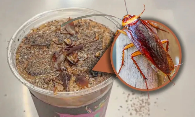 Độc lạ cà phê... gián