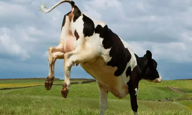 Đang ngủ thì bị bò "rơi" trúng