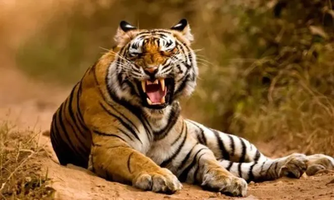 Người đàn ông 60 tuổi bất ngờ bị hổ vồ khi đang chăn gia súc, tử vong thương tâm