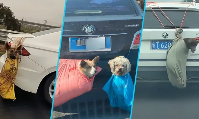 Phát hiện 62 xác thú cưng dọc đường cao tốc khiến cộng đồng mạng không khỏi xót xa