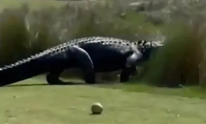Clip: Khoảnh khắc thót tim khi chứng kiến cá sấu khổng lồ thong thả đi ngang qua sân golf