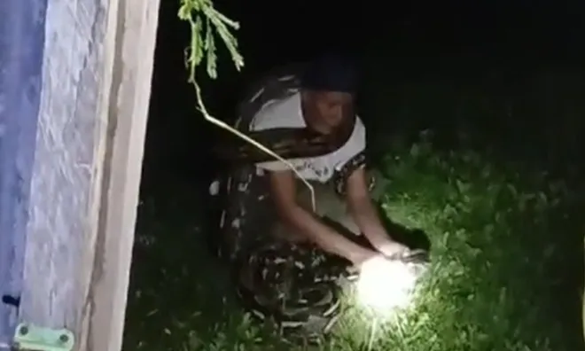 Clip: Kết cục đáng thương cho người đàn ông hung hăng bắt trăn bằng tay không