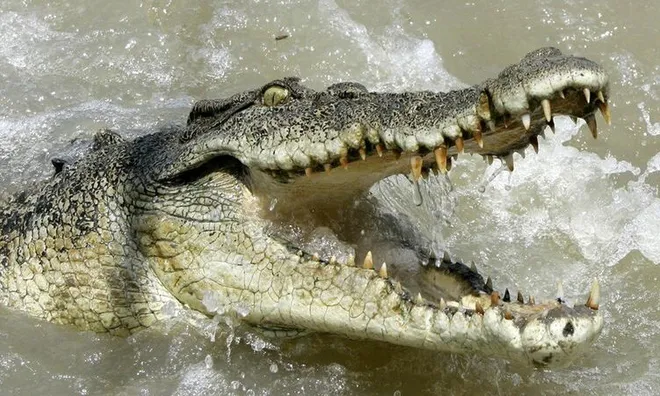 Người phụ nữ bị cá sấu kéo xuống sông cắn tử vong khi đang tắm