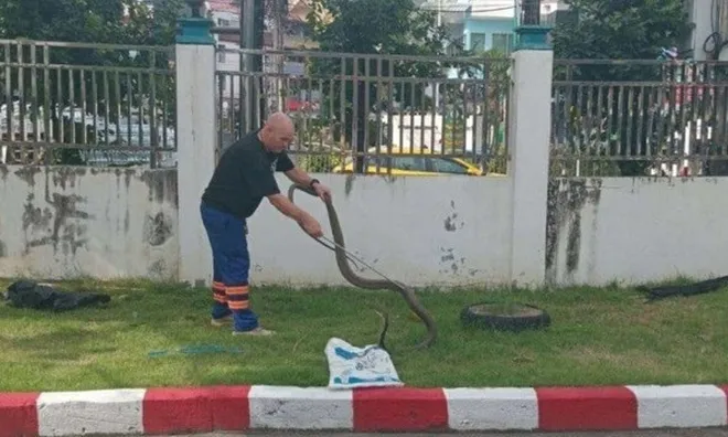 Khoảnh khắc kinh hoàng: Bắt sống rắn hổ mang chúa, bảo vệ lãnh trọn cú cắn chí mạng
