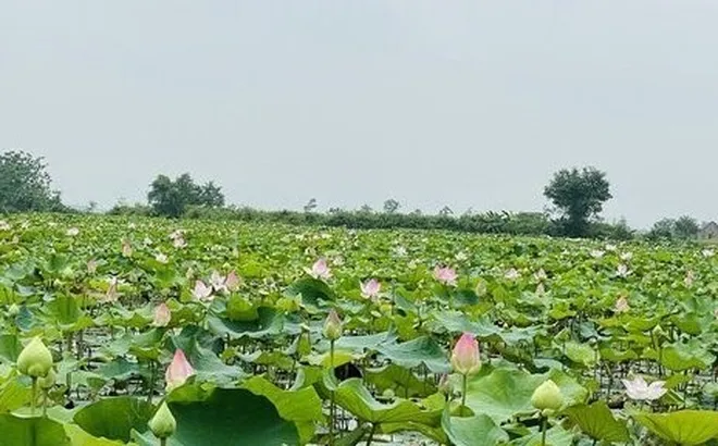 Tháng Năm trên quê Bác toả ngát hương sen