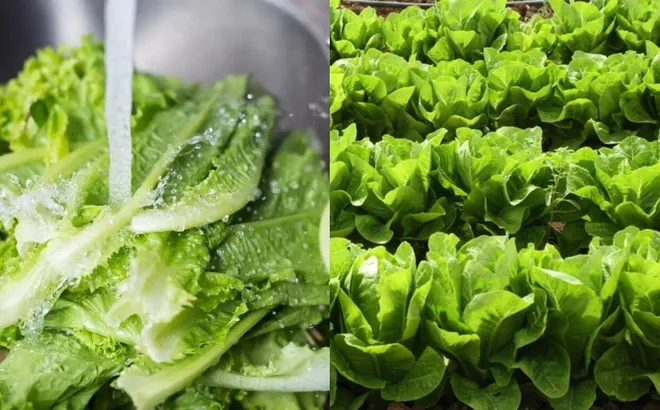 Rau mọc đầy vườn, chỉ vài nghìn nhưng có thể thay đổi sức khỏe của bạn