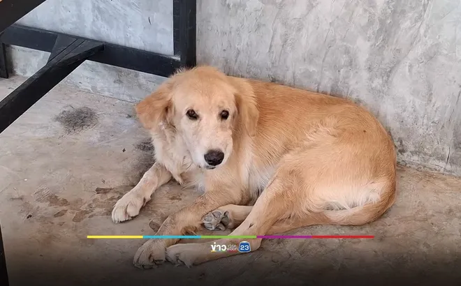 Chó cưng tha vật thể lạ về nhà, cả gia đình “khóc thét” khi nhận ra sự thật chết người