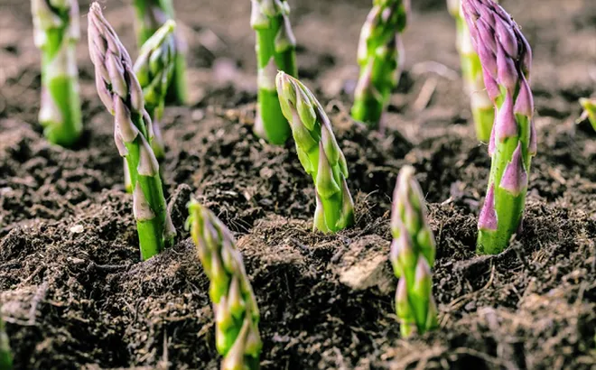 Loại rau được ví là “vua của các loại rau”, bán đầy chợ Việt nhưng nhiều người chưa biết hết công dụng