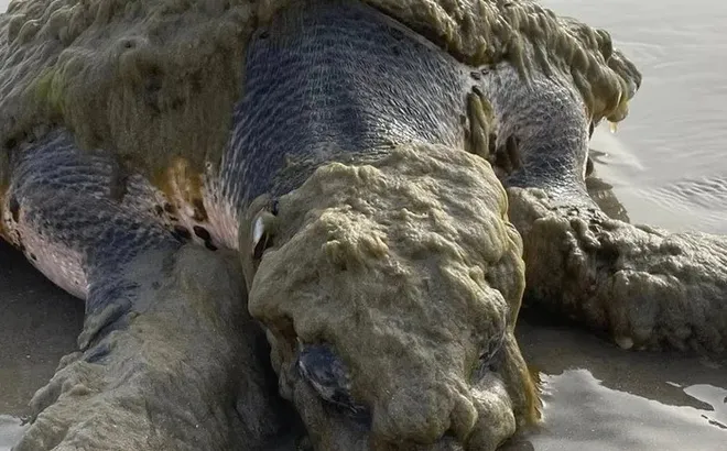 Cận cảnh loài sinh vật quý hiếm nhất thế giới trôi dạt vào bờ biển, được phát hiện trong tình trạng thương tâm