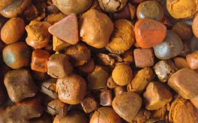 “Vàng của Đông y” đắt đỏ bậc nhất thế giới, giá tới gần 7 tỷ đồng/kg, là thứ cực hiếm nằm trong túi mật của loài vật ăn cỏ quen thuộc