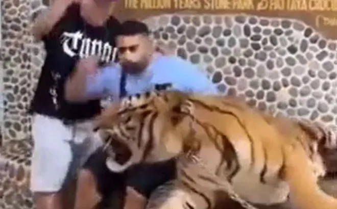 Kịch tính clip hổ dữ gầm vang, hai thanh niên "hồn siêu phách lạc"