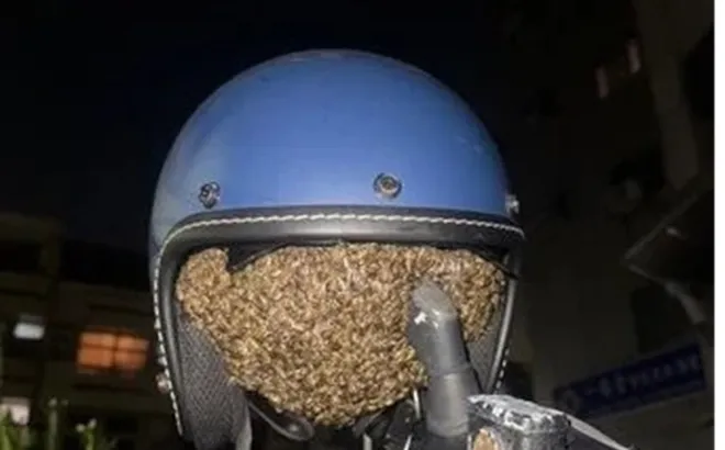 Treo mũ bảo hiểm qua đêm, người phụ nữ "tái mặt" phát hiện vật thể lạ lông lá bên trong