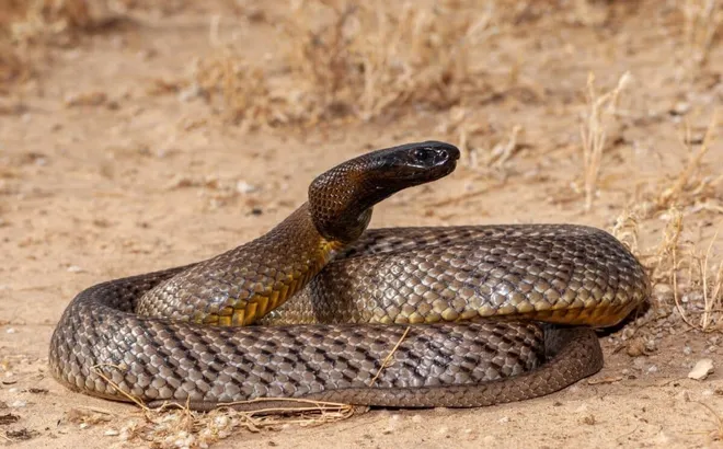 Khám phá loài rắn độc nhất hành tinh, một cú đớp có thể tiễn 100 người về "thế giới bên kia"