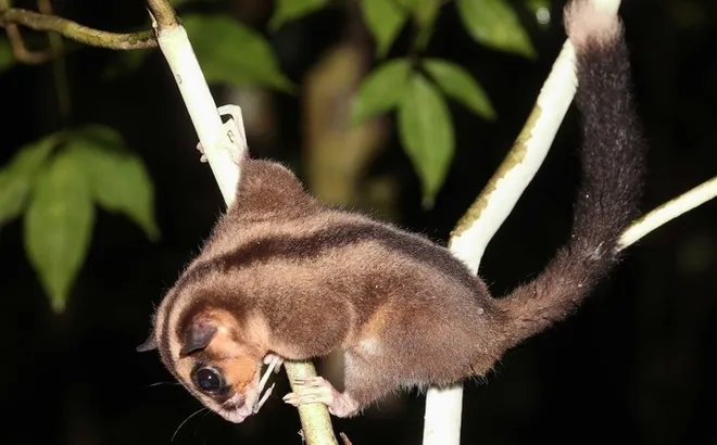 Loài thú "bé xíu", biết bay ngỡ đã tuyệt chủng 6.000 năm bất ngờ "tái xuất"