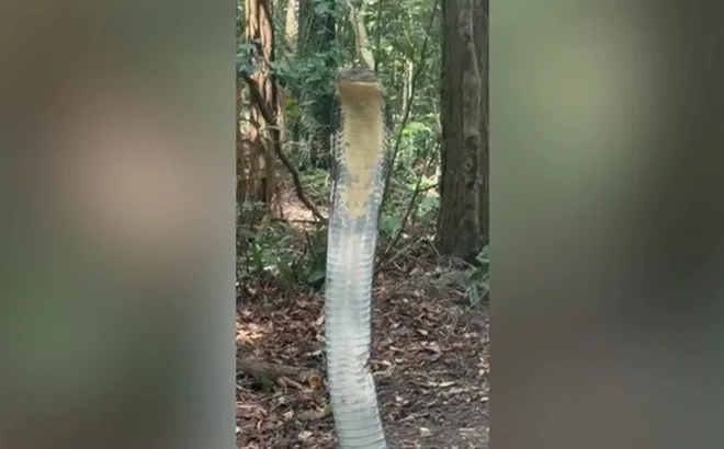 Clip: Khoảnh khắc nữ sinh viên chạm trán rắn hổ mang chúa dài 4 mét khiến ai xem cũng thót tim