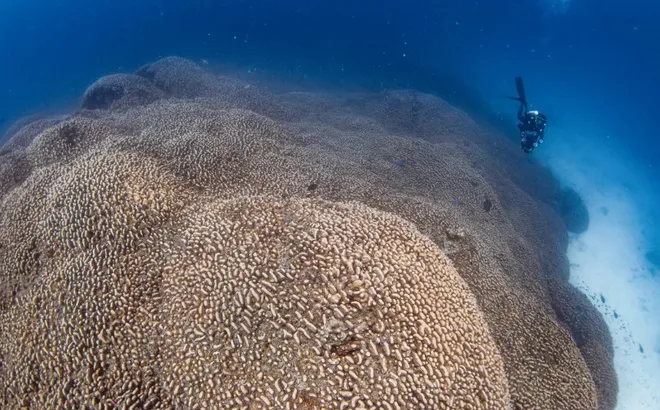 Clip: Phát hiện ra san hô lớn nhất thế giới, có thể nhìn thấy được từ không gian