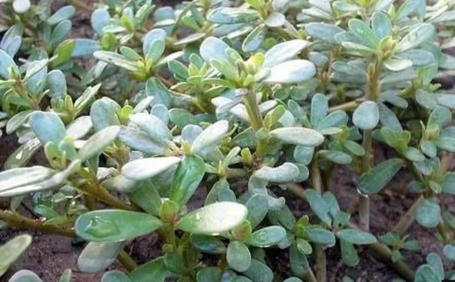 4 “báu vật mọc hoang” quanh nhà: Tưởng rau dại vô danh, ai ngờ toàn "siêu thực phẩm quý như thuốc"