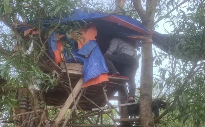 Bắt khẩn cấp đối tượng dựng lán trên cây để giao dịch ma túy