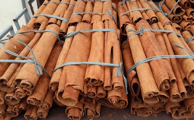 5 tháng đầu năm 2024, xuất khẩu quế thu về hơn 96 triệu USD