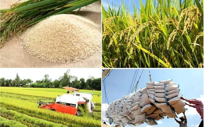 Thủ tướng chỉ đạo khẩn trương thực hiện các giải pháp đảm bảo cân đối cung cầu lúa gạo