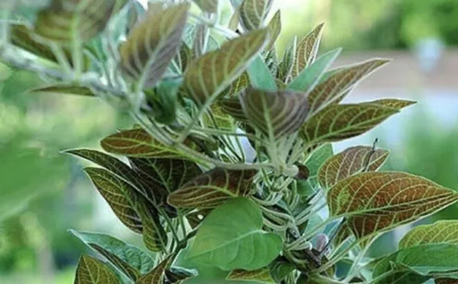 3 loại rau ít ngậm thuốc trừ sâu, mọc dại ở bờ rào nhưng là “tiên dược” cho sức khỏe, tiếc là người Việt chê nên ít dùng