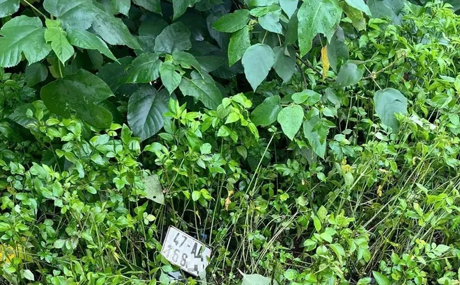 2 thanh niên tử vong trong bụi rậm: Hiện trường có gì?